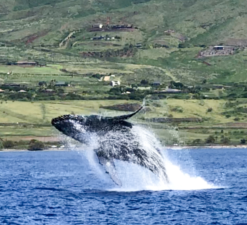 maui travel tips whale watching tour