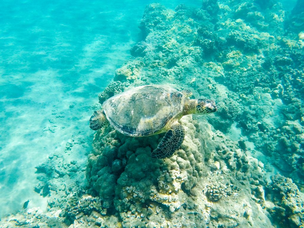 maui travel tips snorkeling sea turtle